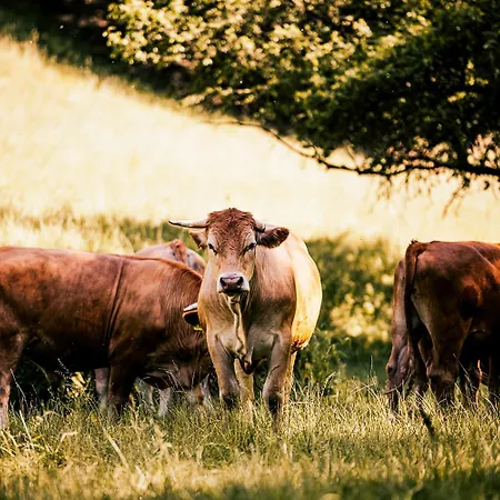 Landgasthof Jagstmuehle 4* Heimhausen